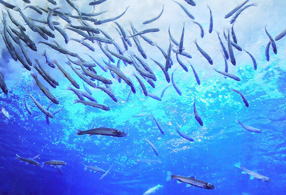 북쪽의 대지의 수족관