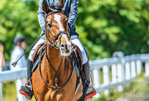 모노즈쿠리나 동물과의 접촉 체험