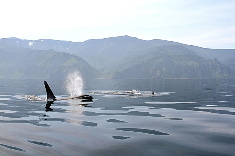 바다에서 보는 시레토코