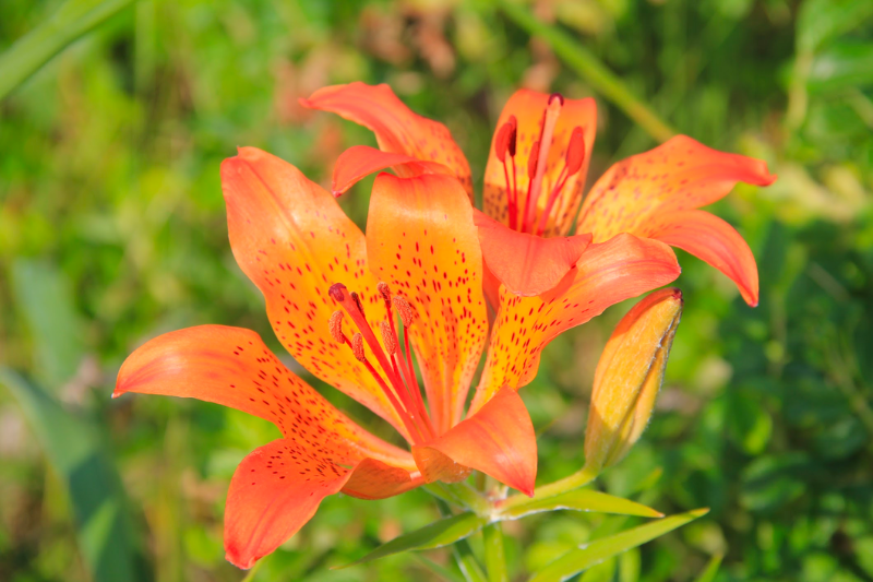 에조스카시 유리