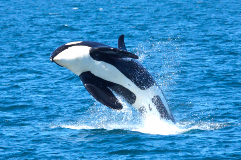 시레토코 네이처 크루즈 공식 HP