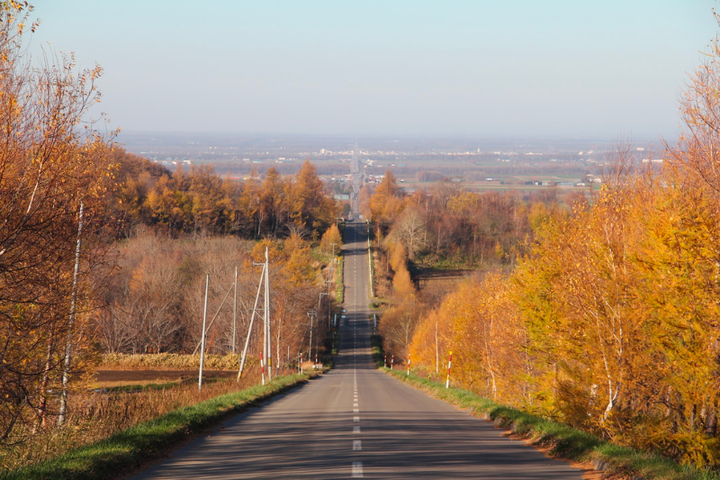 하늘로 이어지는 길 (가을)