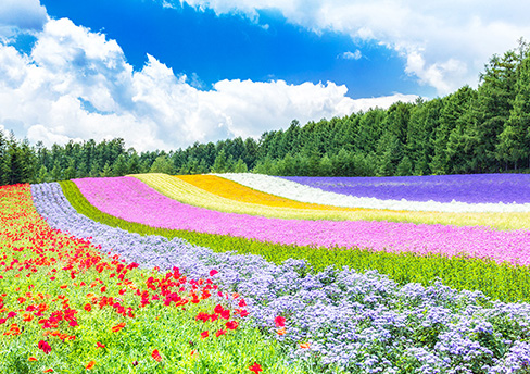 아칸코&후라노 관광