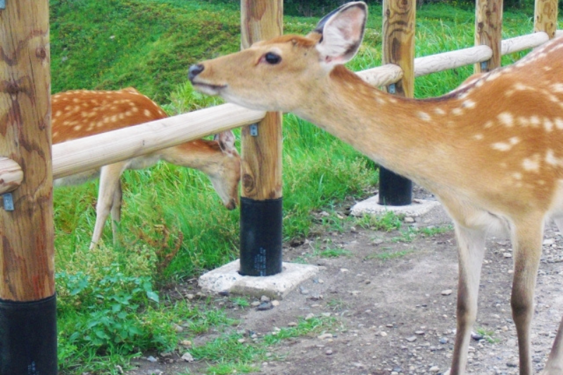 시레토코 에조시카