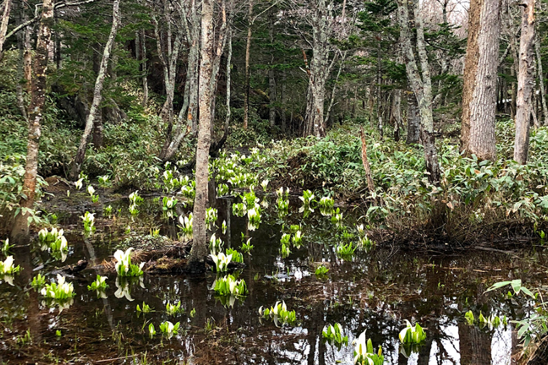 시레토코 고호의 미즈바쇼