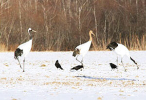 아칸 국제 투어 센터 “구루스”