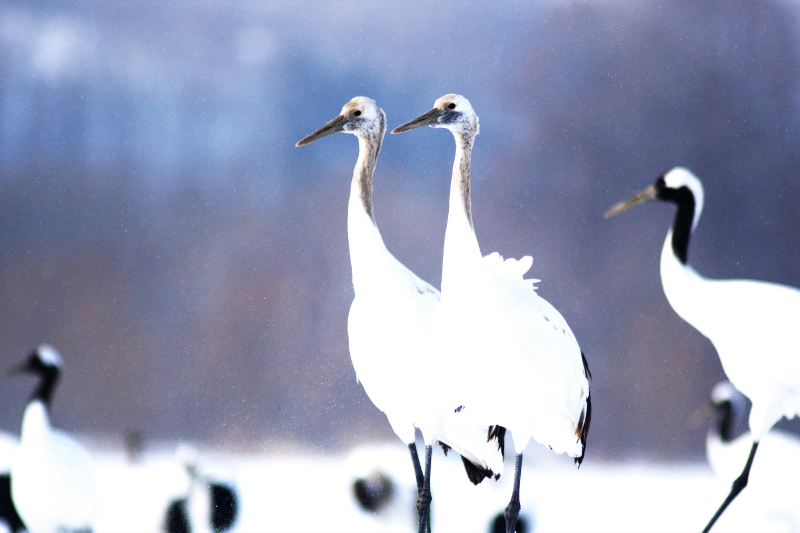 구시로시쓰하라